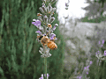CRW_1497.jpg