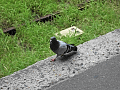 CRW_2940.jpg
