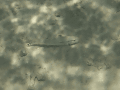 CRW_4636.jpg