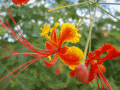 CRW_4732.jpg