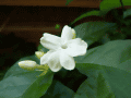 CRW_4734.jpg