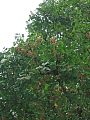 CRW_4869.jpg