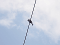 CRW_8001.jpg