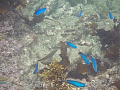 CRW_0532.gif