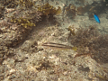CRW_0571.gif