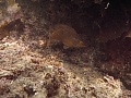 CRW_0574.gif