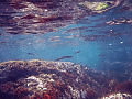 CRW_0623.gif