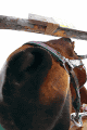 IMG_5053.gif