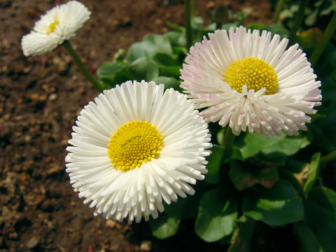 CRW_4697.jpg
