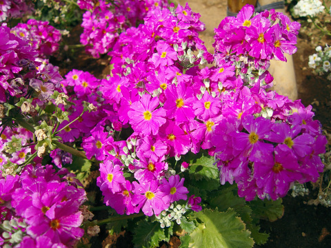CRW_4698.jpg
