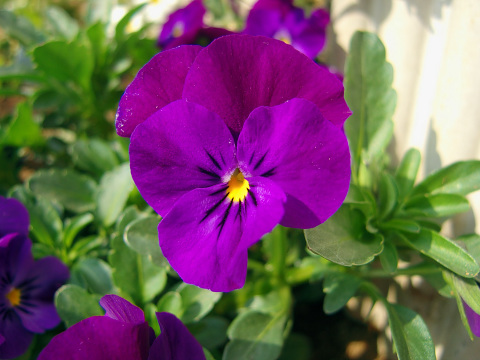CRW_4707.jpg