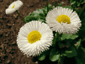 CRW_4697.gif
