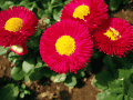 CRW_4699.gif