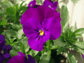 CRW_4707.gif