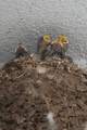 IMG_1556.gif