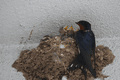 IMG_1565.gif