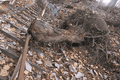 IMG_4032.gif