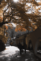 IMG_4061.gif