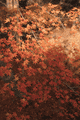 IMG_4098.gif