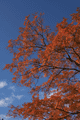 IMG_4156.gif
