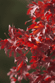 IMG_8071.gif