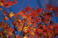 IMG_8095.gif