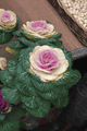 IMG_5127.gif