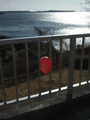 R0013045.gif