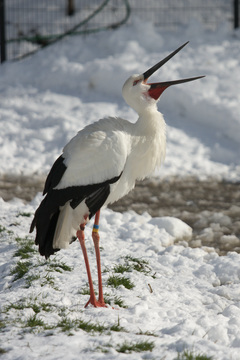 IMG_9963.jpg