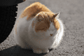 IMG_0150.gif