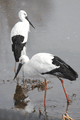 IMG_9894.gif