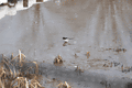 IMG_9898.gif
