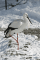 IMG_9952.gif