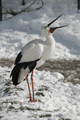 IMG_9963.gif