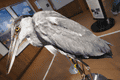 IMG_9989.gif