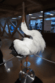 IMG_9994.gif