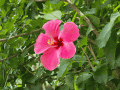 ラゲンで咲いてた花2
