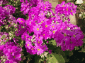 花壇の花2