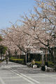 西口桜並木