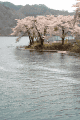 水辺の桜１