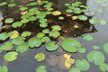 池の水草