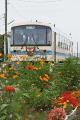 KR-505と鉾田駅の花