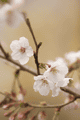 早咲き桜１