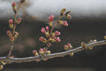 桜咲きそう:EF200mm/F2.8L