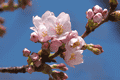桜開花２
