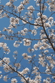 空に浮かぶ桜