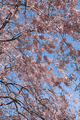 八重桜の空２