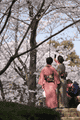 桜撮るひと