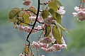 山桜