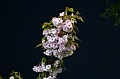 夜桜